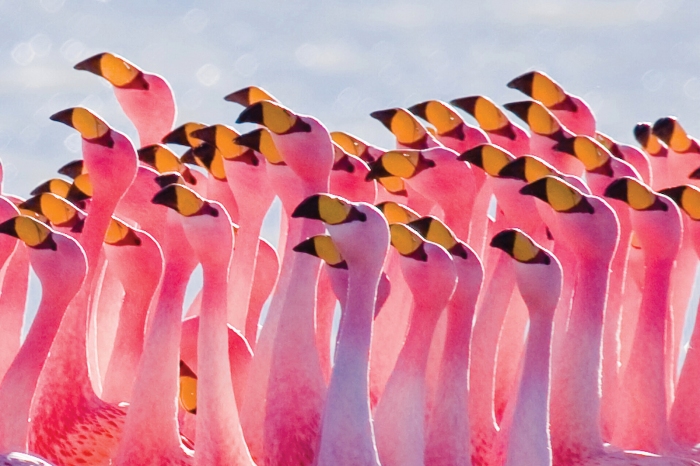 Photo courtesy of Pedro Szekely Flamingos are one of the many animals you can see at the Riverbanks Zoo and Garden in Columbia, SC