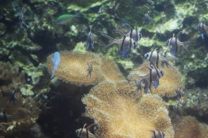 Angelfish can be seen at the Sourth Carolina Aquarium in Charleston alongside other sea creatures native to the state’s costal regions Photo courtesy of Sidney Dills