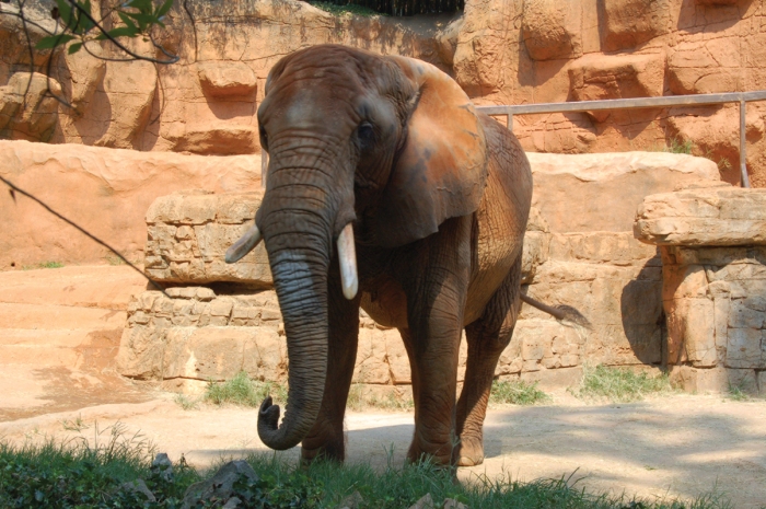 The elephant is one of many savannah animals, along with lions and giraffes, that can be seen at the zoo.