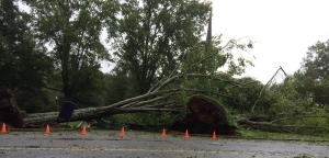 Toppled Trees