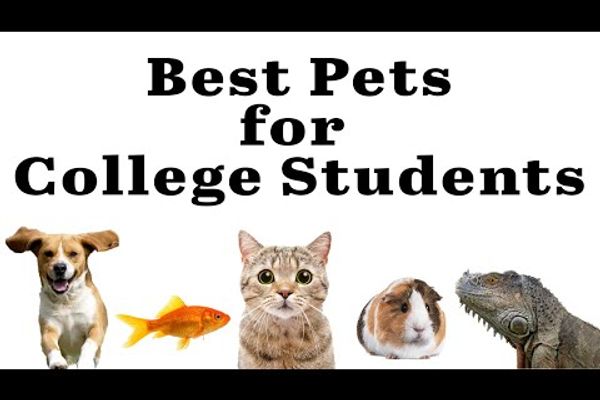 Thumbnail for video titled: Best pets for Furman students?!